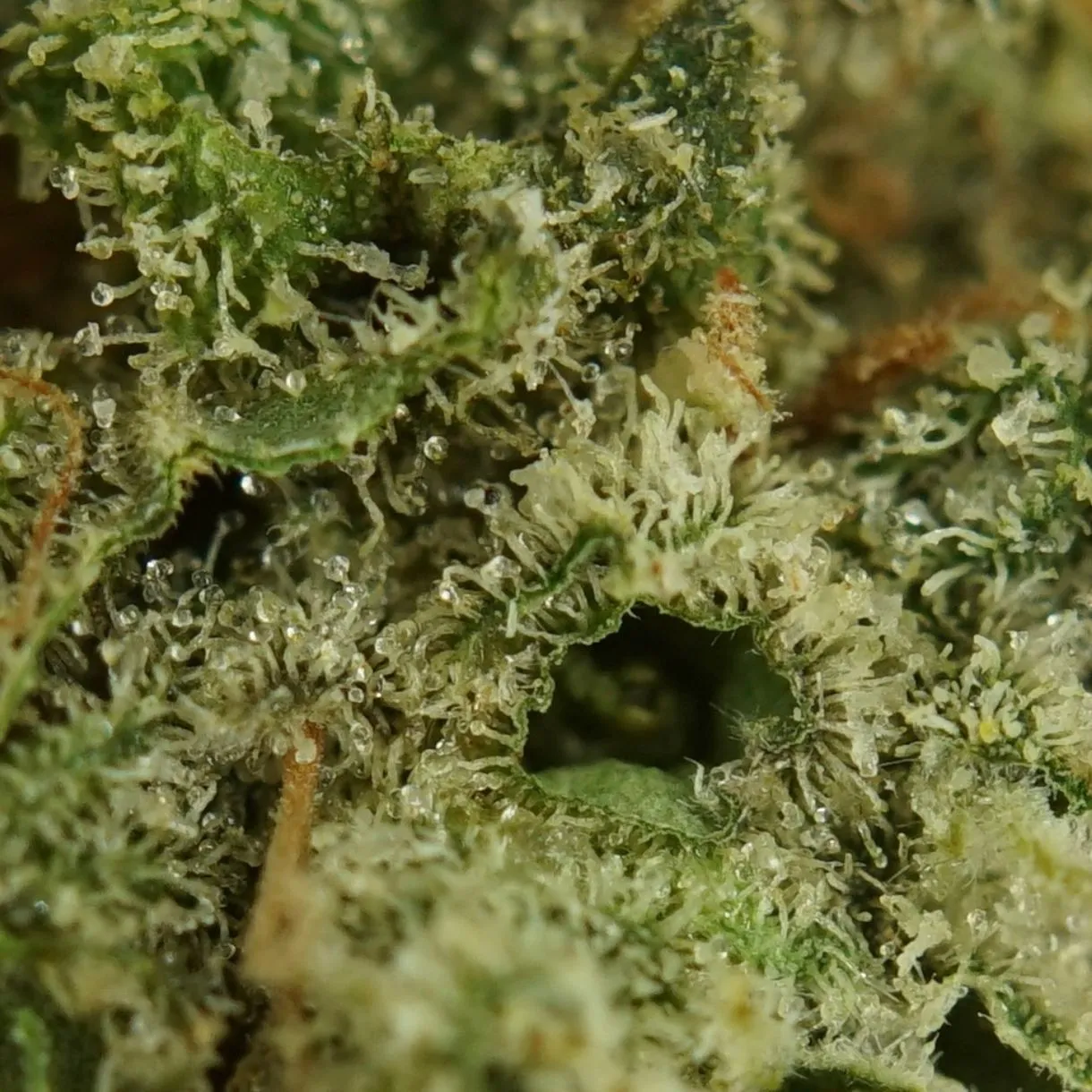 28gr - LOL (SMALLS) - SATIVA - (AAA) - Image 2