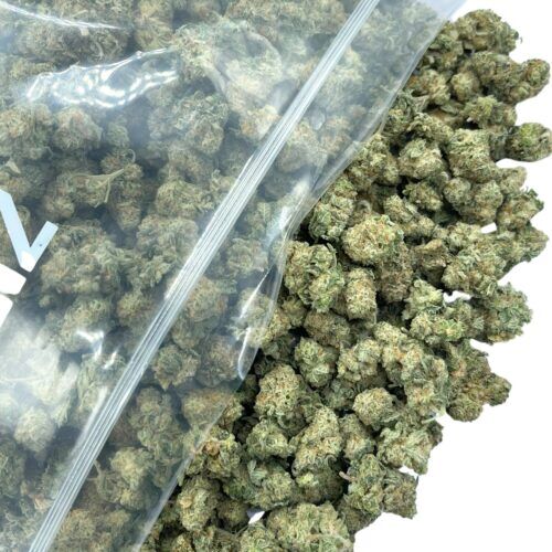 Ice Wine Sativa