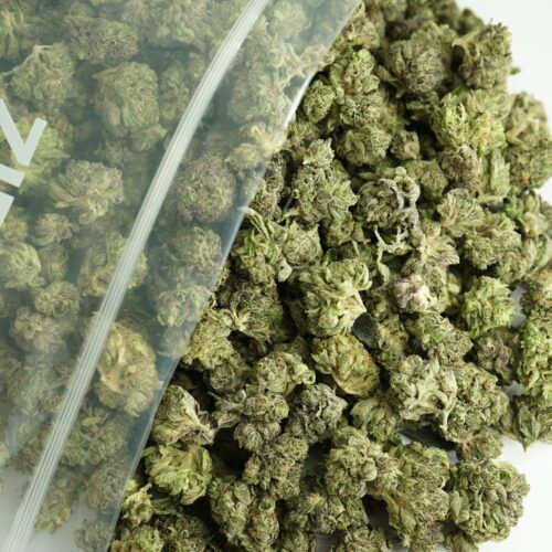 Golden Teacher 7g