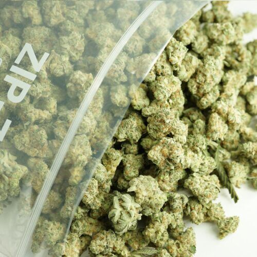Blue Coma Buds