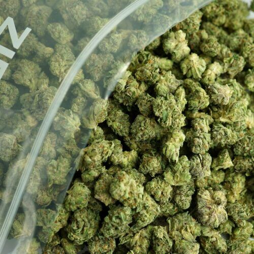 Frozen Pines cannabis flower bulk, Frozen Pines balanced hybrid buds, Frozen Pines AAA cannabis flower close-up