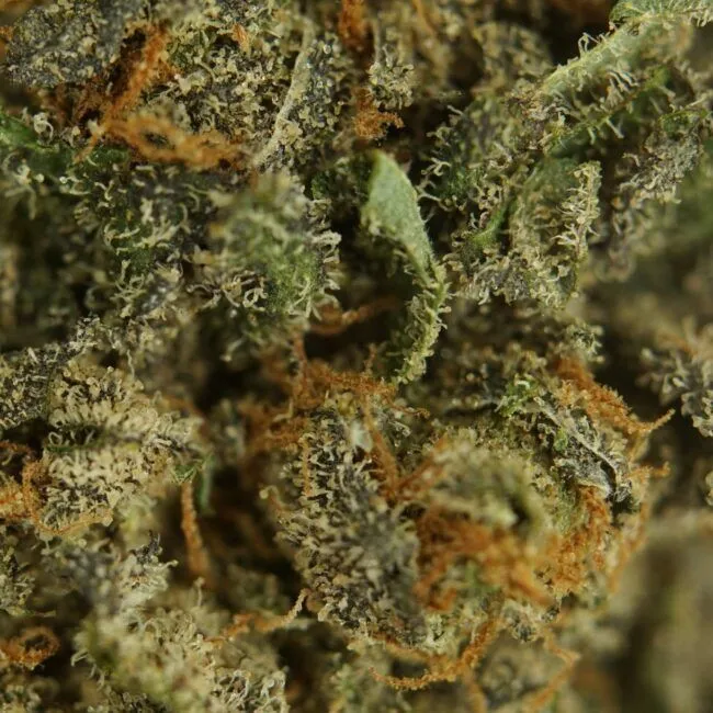 28GR - WEDDING CAKE - BALANCED HYBRID - (AAA) - Image 2
