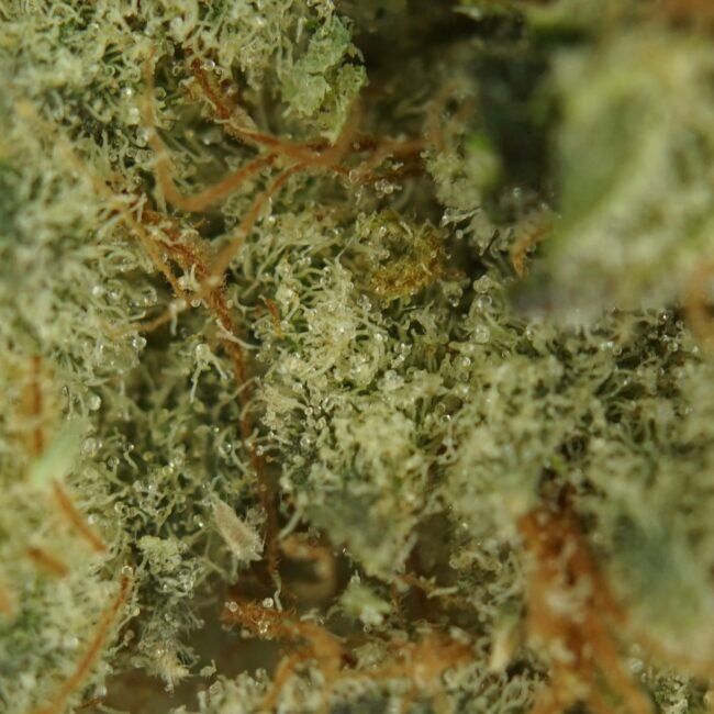 7gr - 91 PUNCH - BALANCED HYBRID - (AAAA) - Image 2