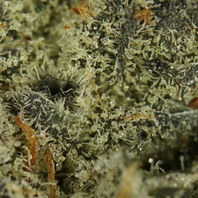 7gr - PINK GREASE - INDICA - (AAAA) - Image 2