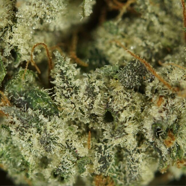 1/2p - ROJI OG (BULK) - BALANCED HYBRID - (AAAA) - Image 2