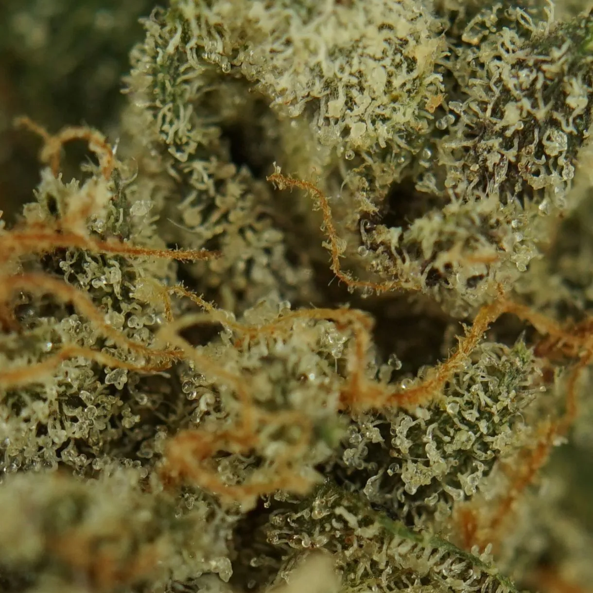 28gr - PINKMAN GOO - INDICA - (AAA) - Image 2