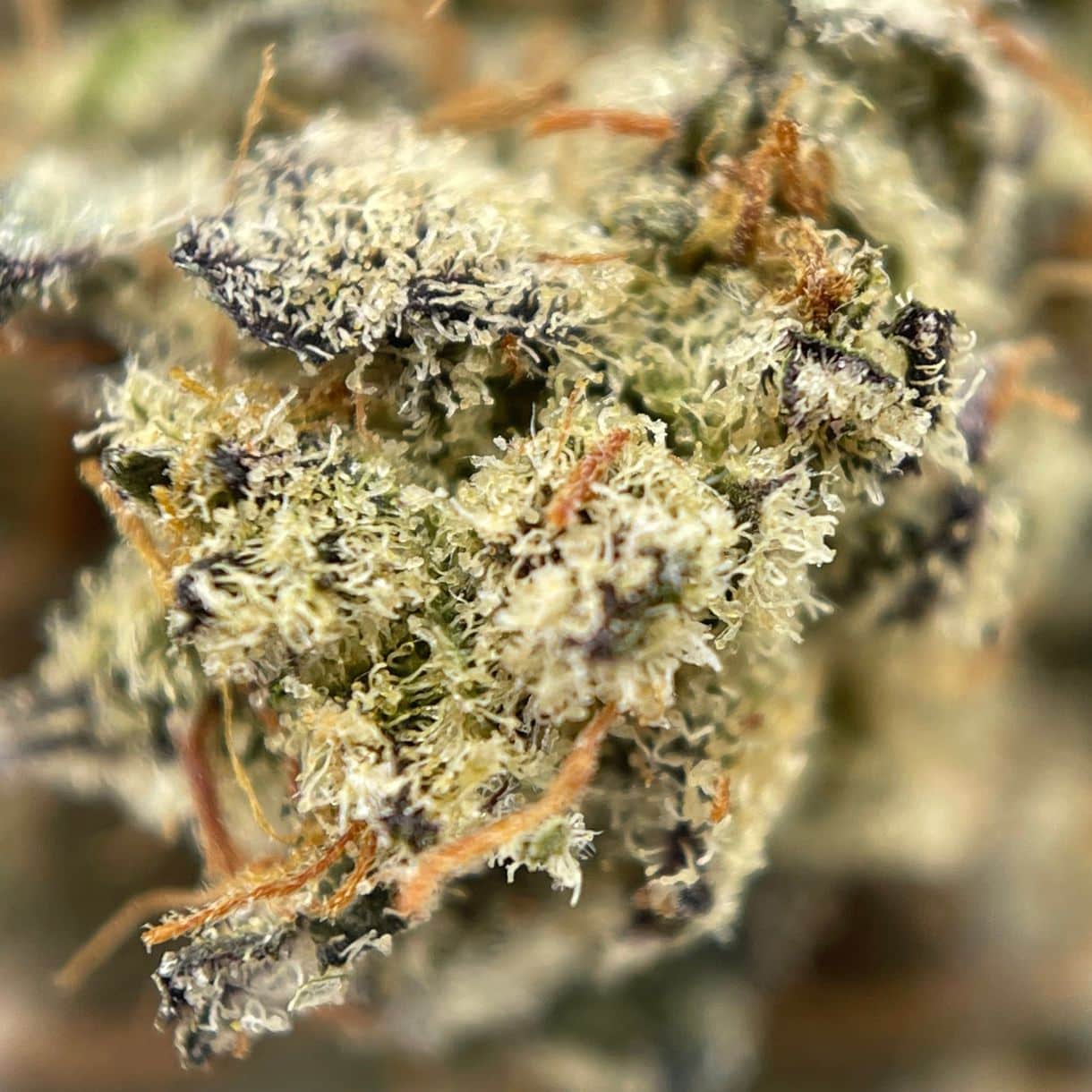 Indica Flower