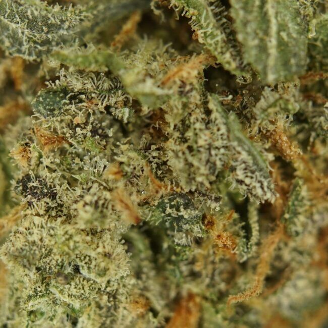 28gr - BLUE COMA - BALANCED HYBRID - (AAA) - Image 2