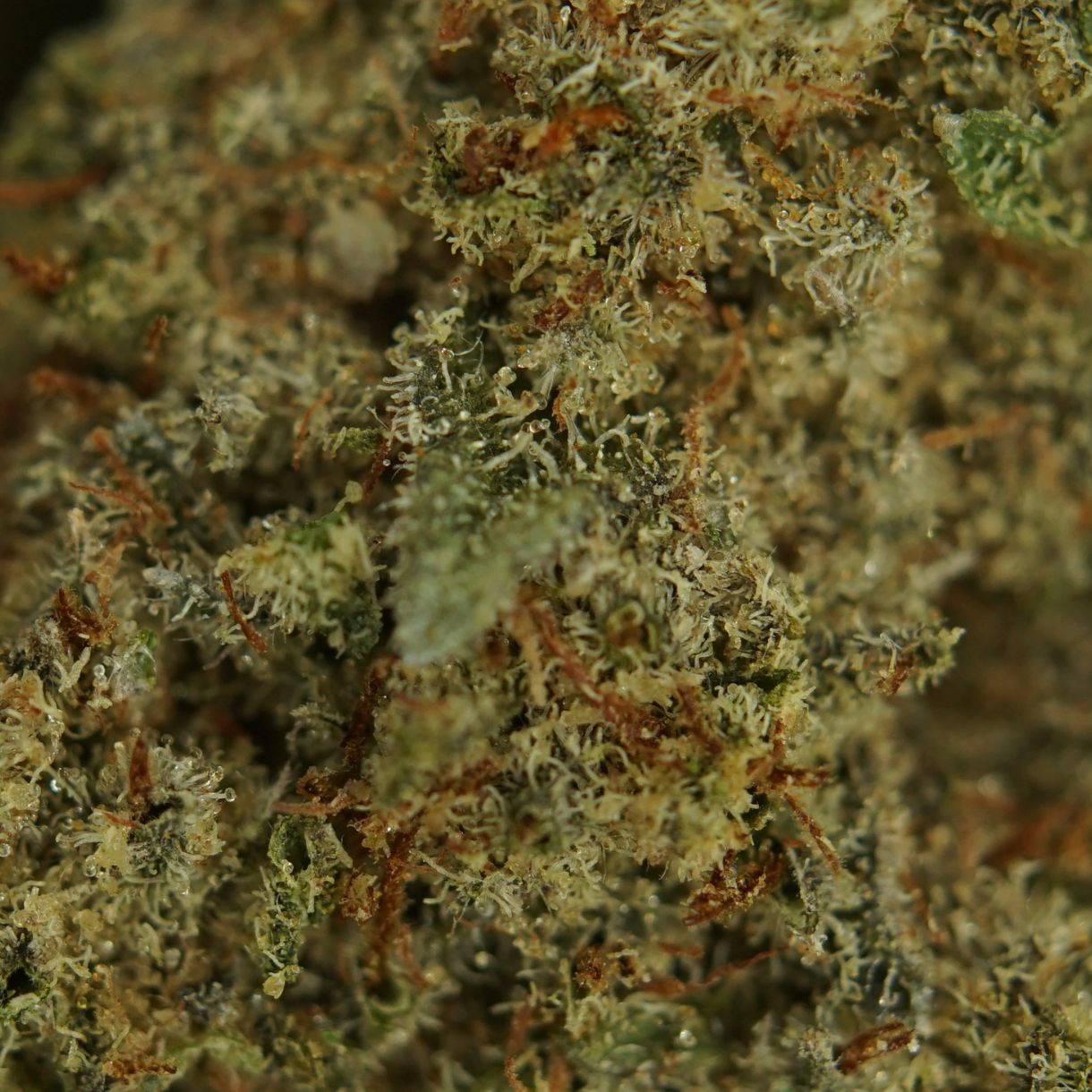 28gr - BRAIN'S DAMAGE - INDICA - (AAA) - Image 2