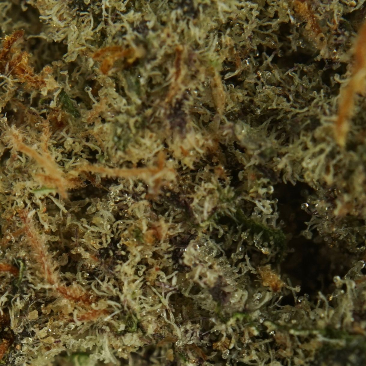 Balanced Hybrid Flower