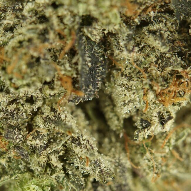28gr - ANIMAL GAS - INDICA - (AAA) - Image 2