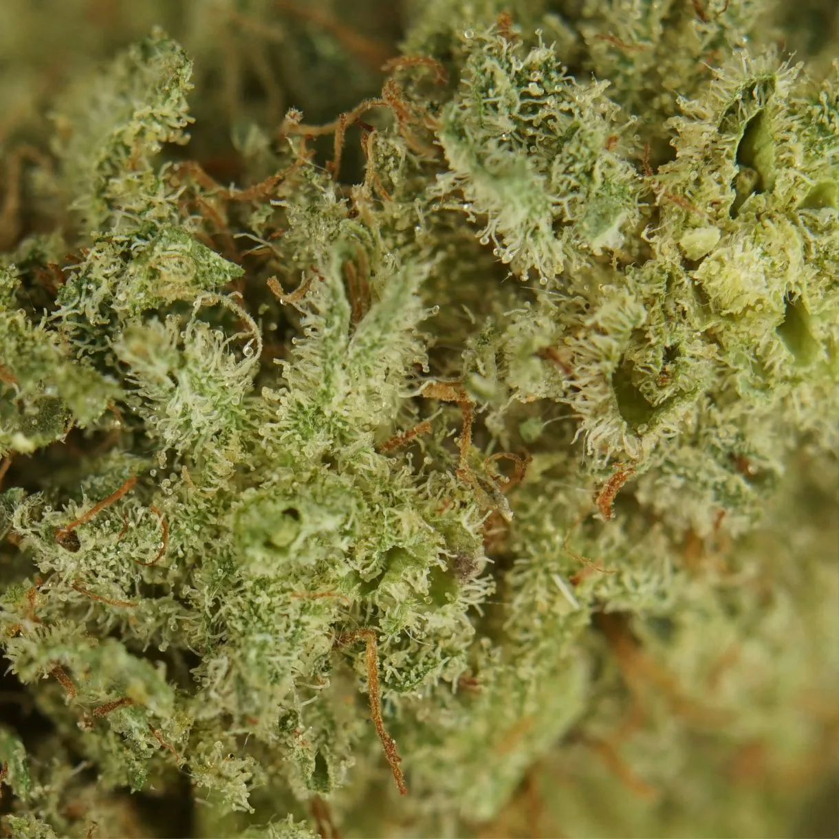 28gr - BLUE ZKITTLEZ - INDICA - (AAA) - Image 2