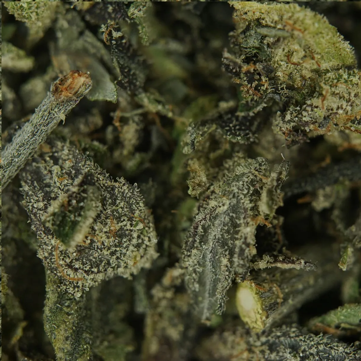 2oz – ROCKSTAR TRIM – BALANCED HYBRID - Image 2