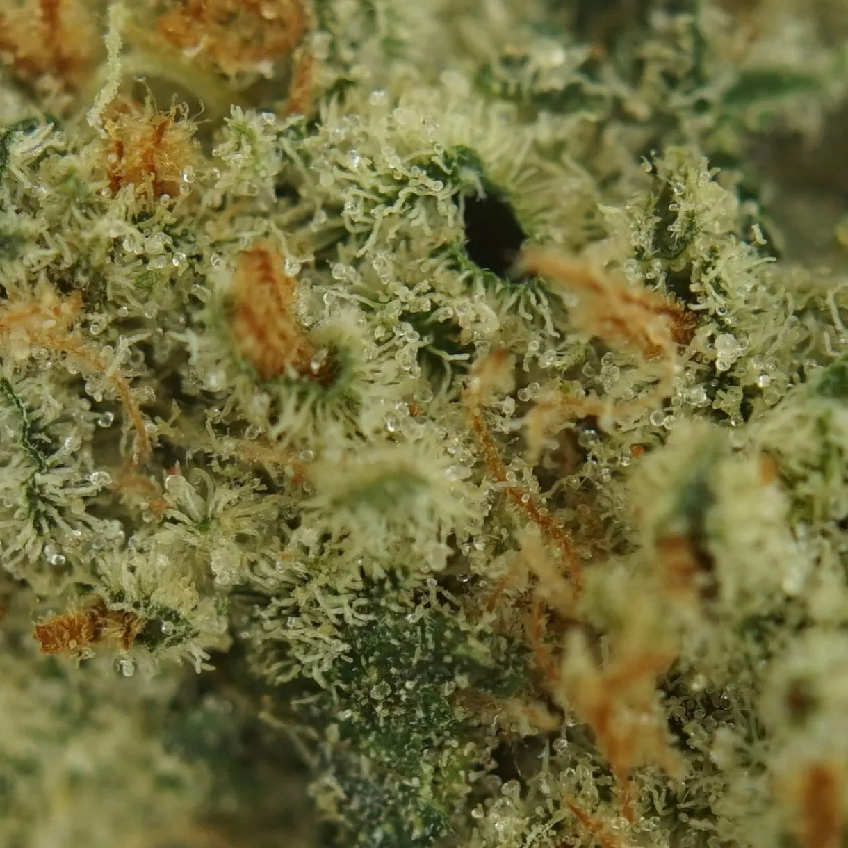 28gr - SUPER SILVER HAZE (SMALLS) - SATIVA - (AAA) - Image 2