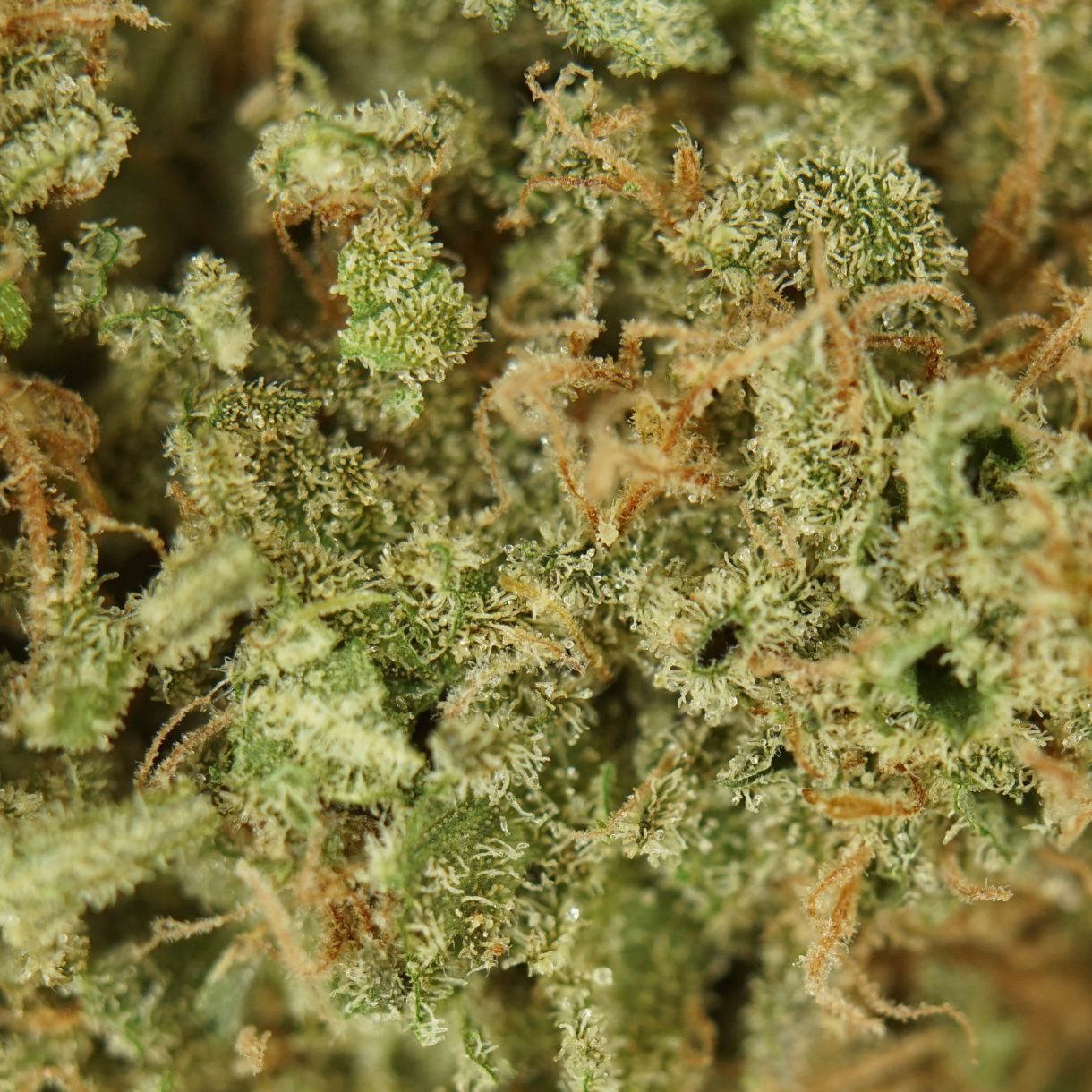 28gr - SUPER SKUNK - INDICA - (AAA) - Image 2