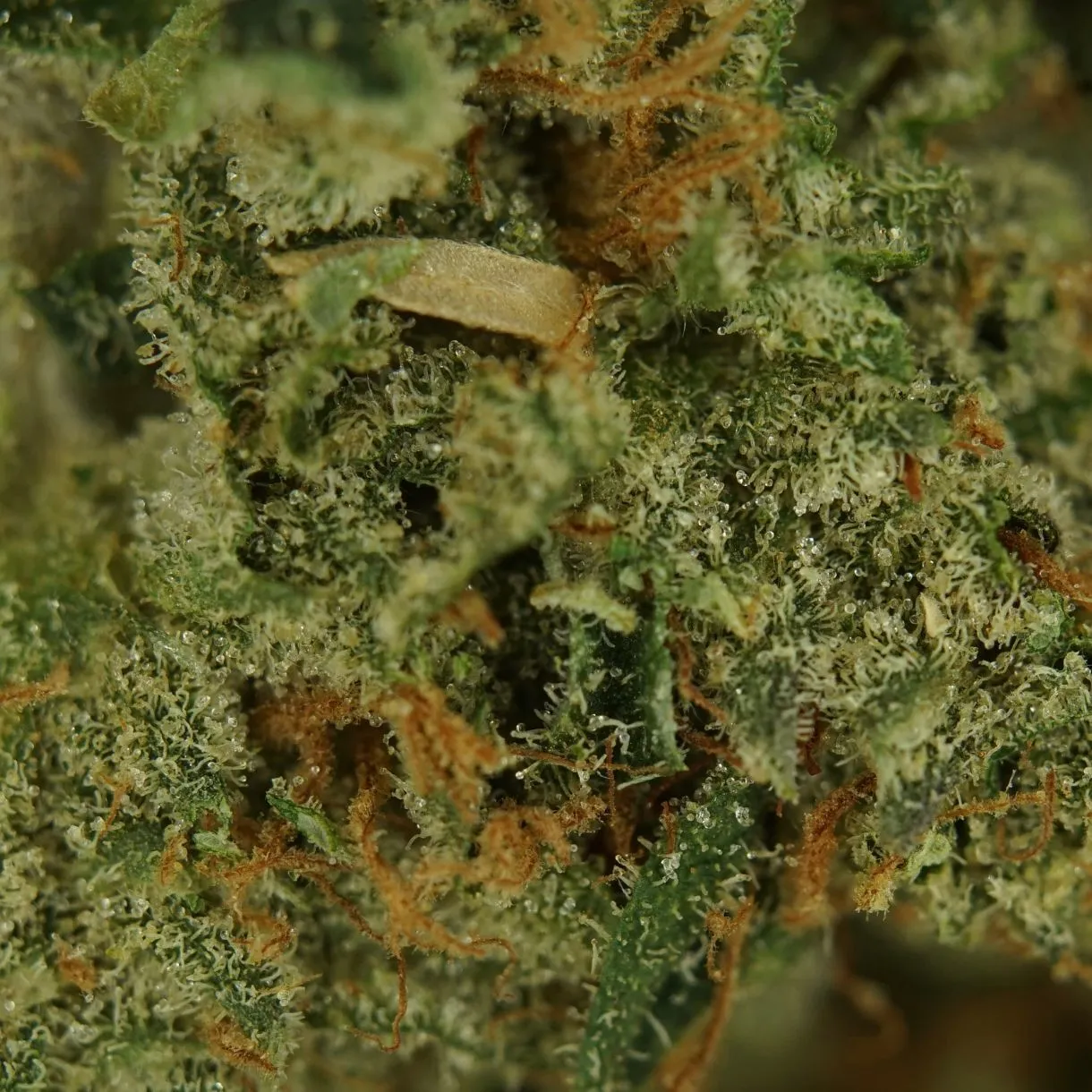 1/2p - BANDZ (BULK) - BALANCED HYBRID - (AAAA) - Image 2