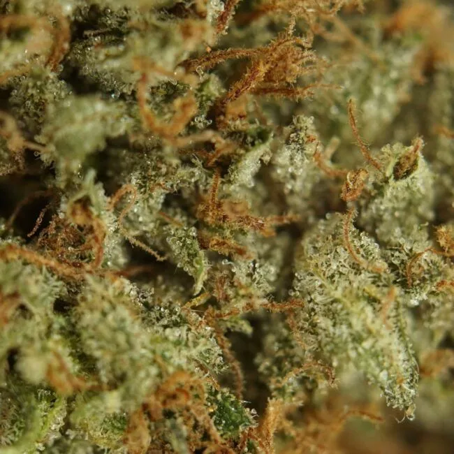 28gr - PINK BERRY - INDICA - (AAA) - Image 2