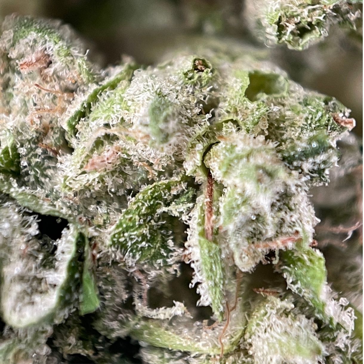 28gr - CANDY KUSH (SMALLS) - INDICA - (A) - Image 2