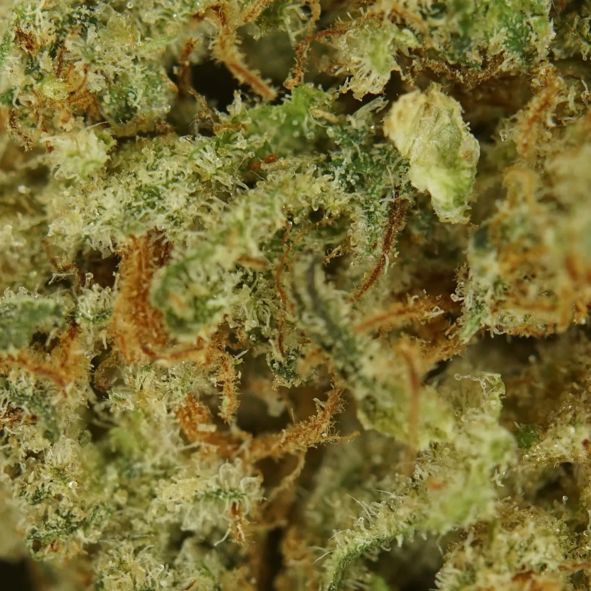 28gr - MAC DONUTS - BALANCED HYBRID - (AAA) - Image 2