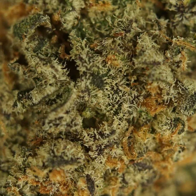 28gr - KRAKEN - INDICA - (AAA) - Image 2
