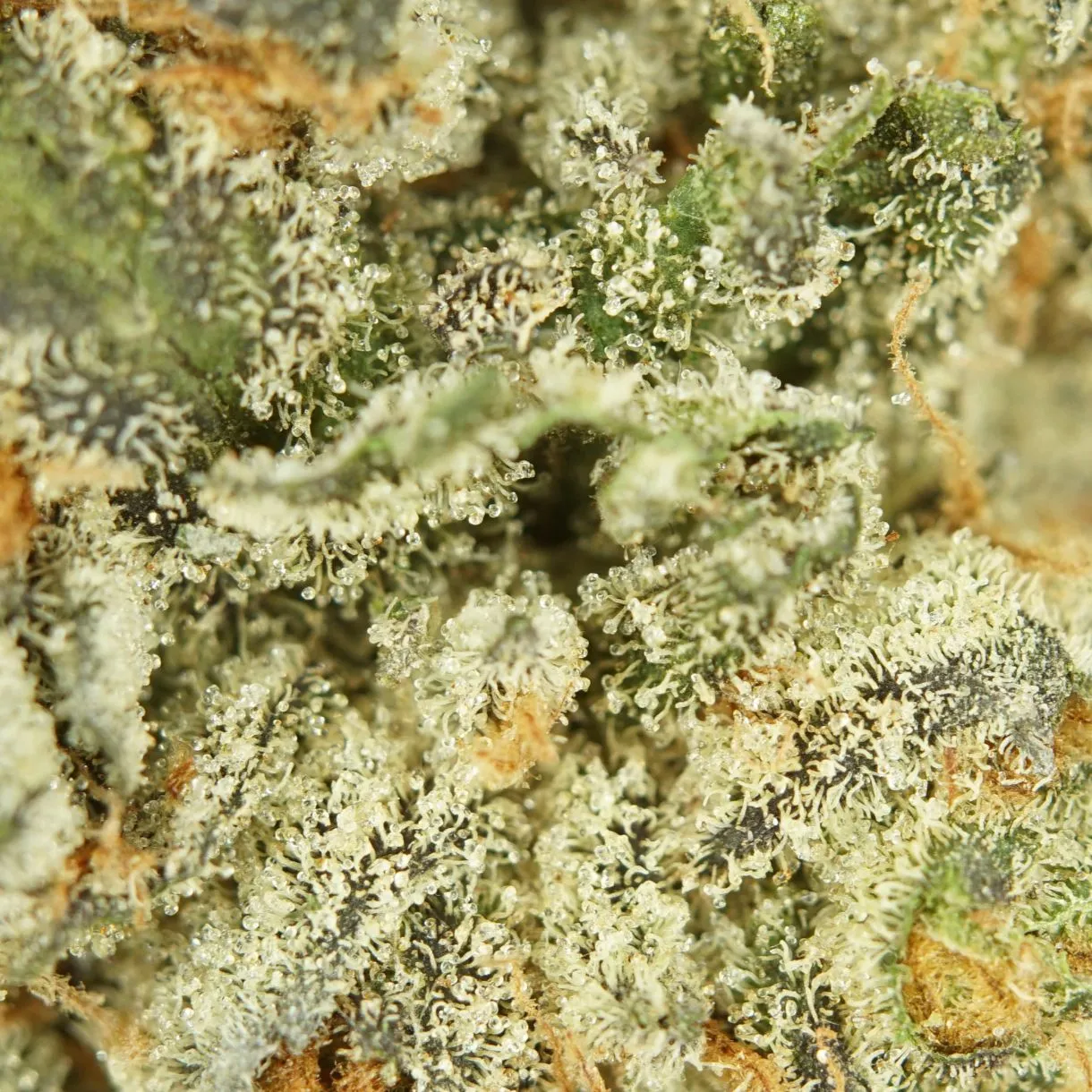 Rockstar Bulk Flower