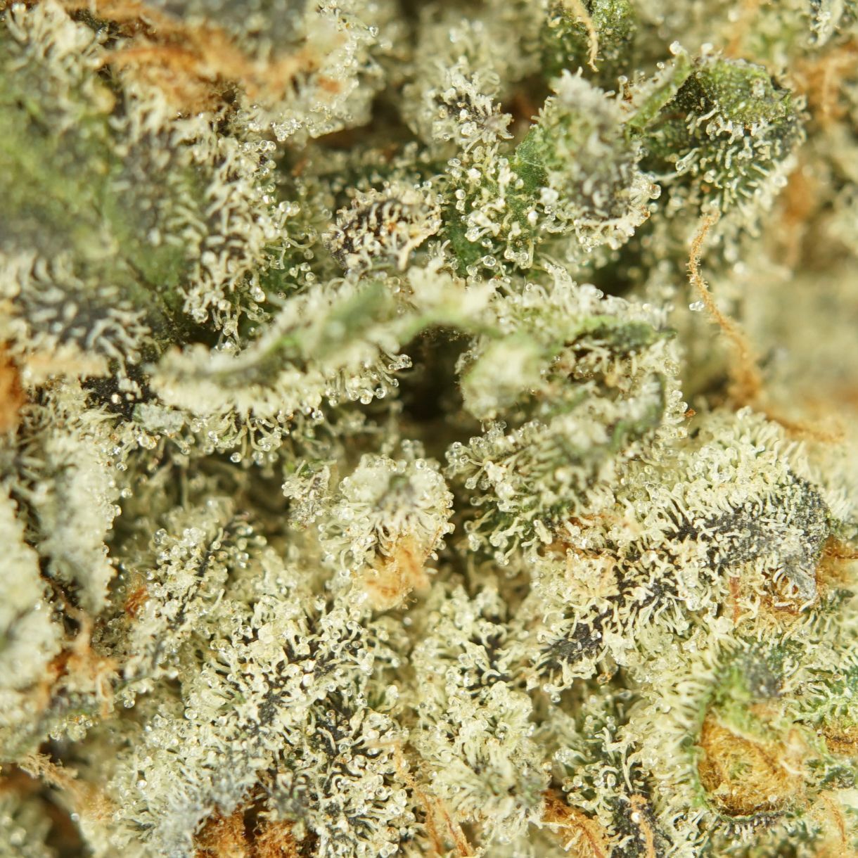 28gr - OREOZ - INDICA - (AAA) - Image 2