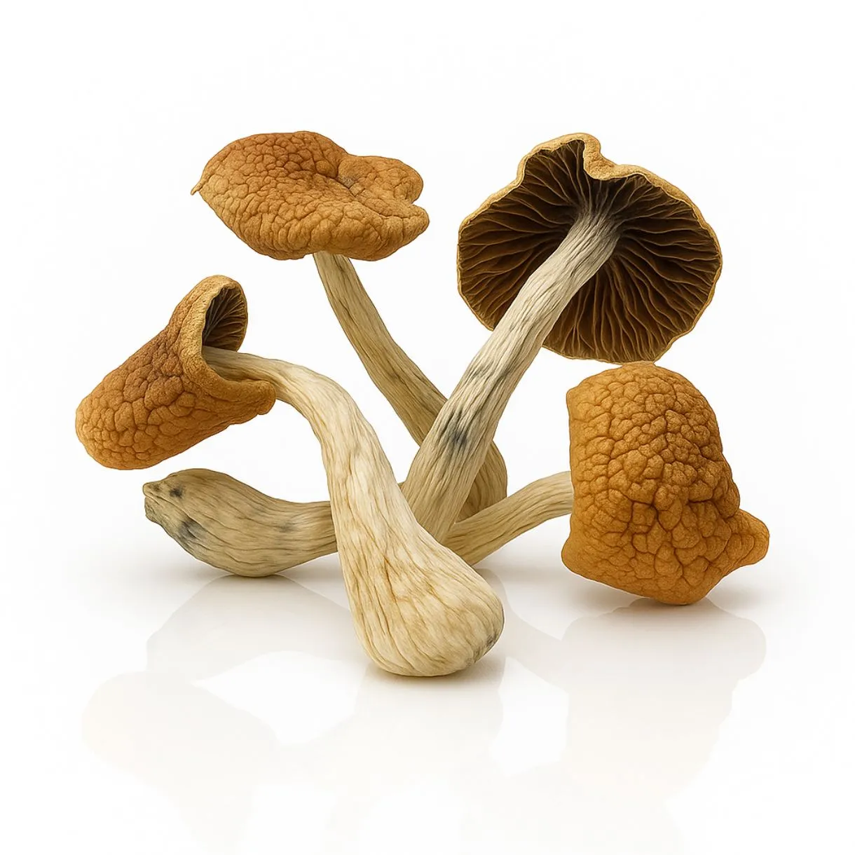 buy cannabis mushroom
