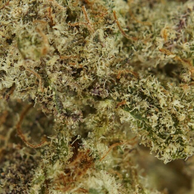 Indica Calm Relief