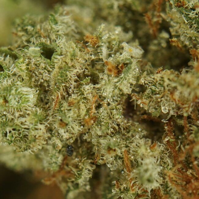 Indica Trim