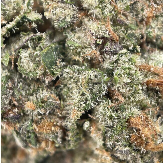 RAINBOW PIE - INDICA - (AAAA) - Image 2