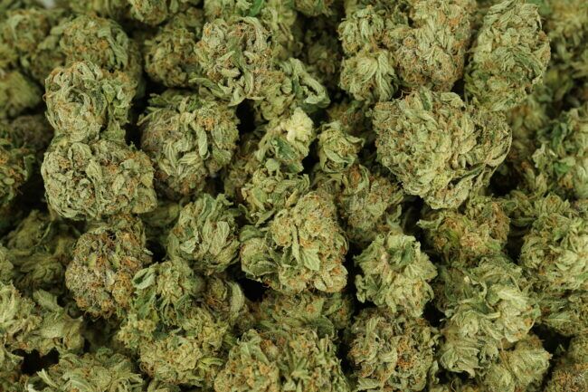 1/2p - JELLY BREATH (BULK) - INDICA - (AAA) - Image 3