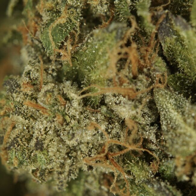1/2p - JELLY BREATH (BULK) - INDICA - (AAA) - Image 2