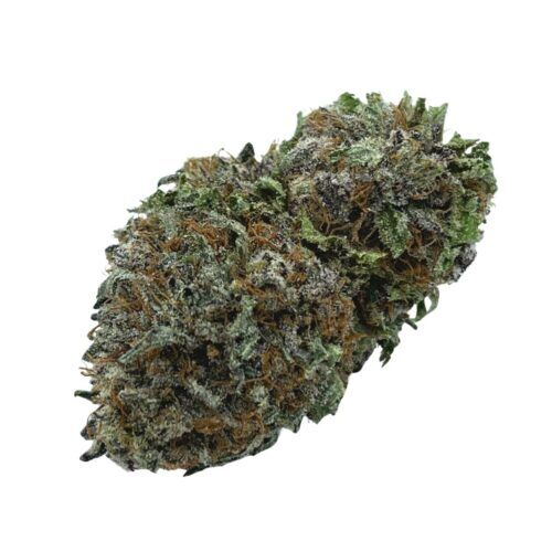 Pink Lizard Indica