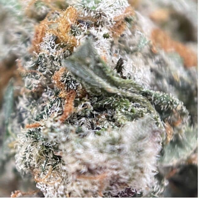 2oz - FROSTED GELATO TRIM - BALANCED HYBRID - Image 2