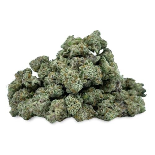 Sugar Cane Sativa