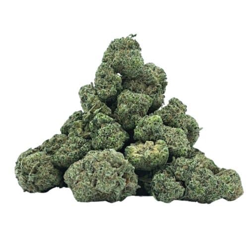 Purple Jolly Indica