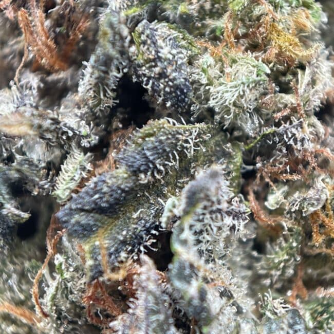 AAA Indica