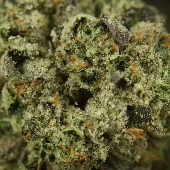 1/2p - TOM FORD PINK KUSH (SMALLS) (BULK) - INDICA - (AAA) - Image 2