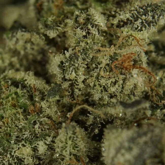 1/2p - DEATH BUBBA (SMALLS) (BULK) - INDICA - (AAA) - Image 2