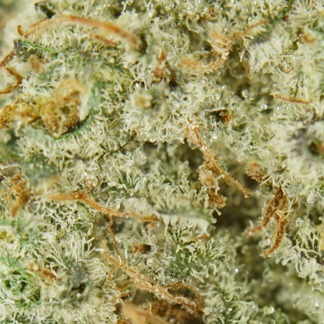Kush Breath Deal
