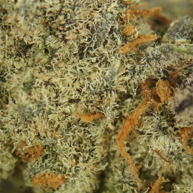 28gr - BLACK BOBBY - INDICA - (AAA) - Image 2