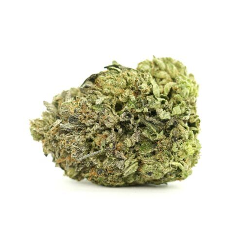 Chocolope Sativa