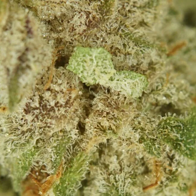 28gr- PLATINUM KUSH BREATH (MICROS) - INDICA - (AAA) - Image 2