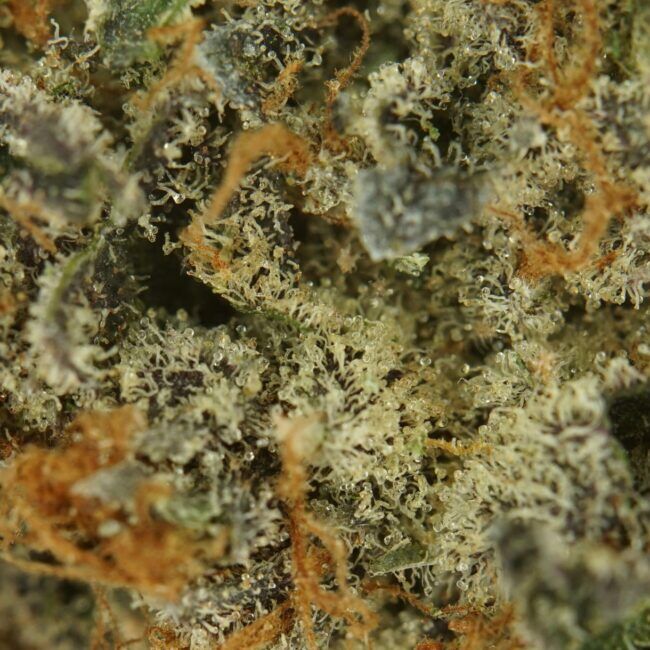 Indica Smalls