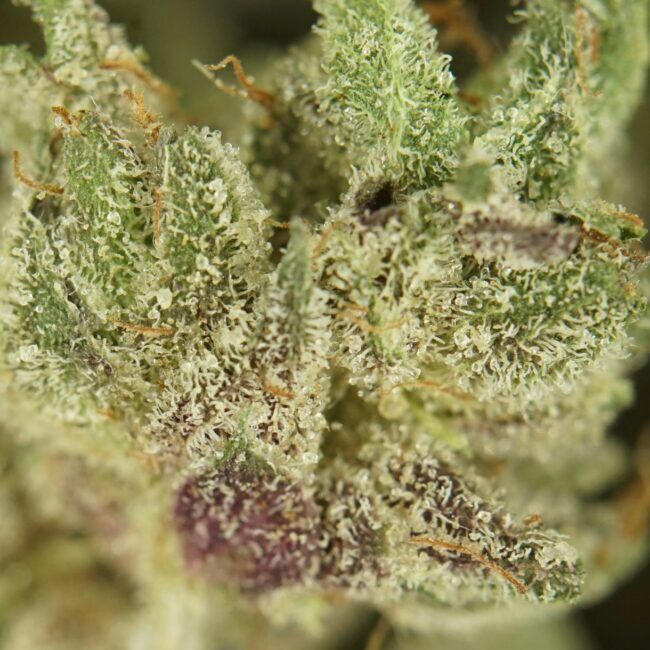 Balanced Hybrid Wax
