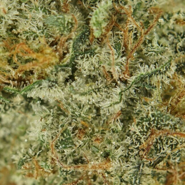 Truffle Hybrid Bulk
