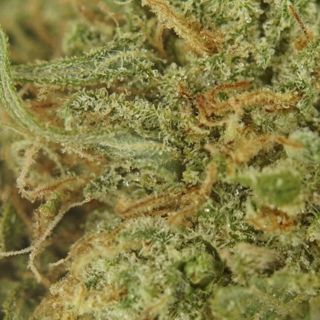 28gr - LEMON TART - SATIVA - (AAA) - Image 2