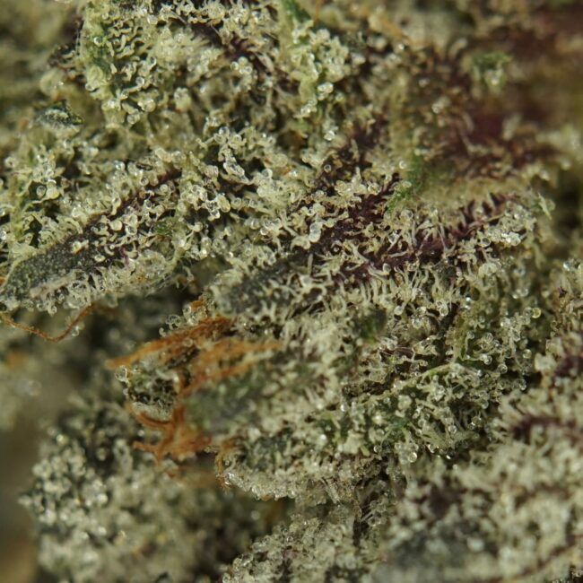 1/2p - PINK COOKIES (BULK) - INDICA - (AAAA) - Image 2