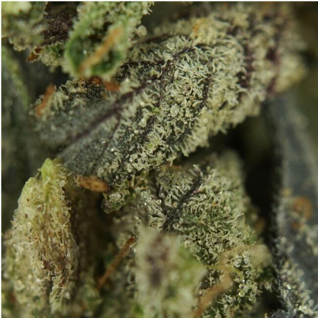 2oz - TOM FORD PINK KUSH TRIM - INDICA - Image 2