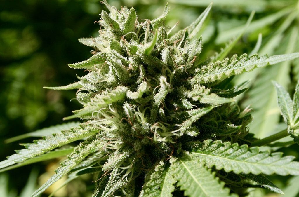 image of marijuana strain